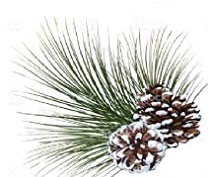 Show Spray pack of 24